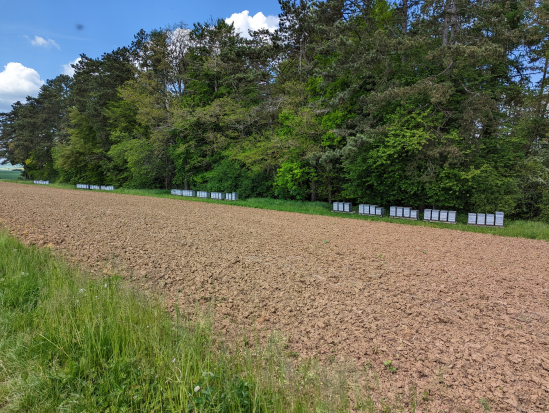 Paradiesgartenweg, Hornbach
13. Mai 2023